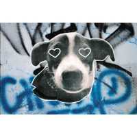 Hund Herzaugen